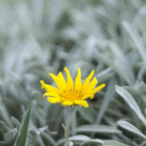 UMA FLOR AMARELA