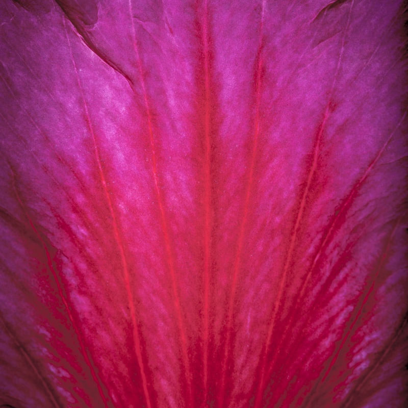 FLOR MACRO 2