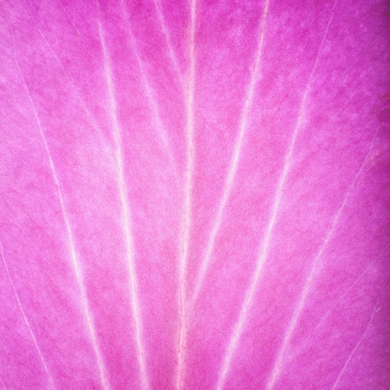 FLOR MACRO 3
