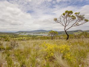 PAISAGEM DO CERRADO 1