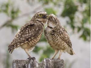 AMOR DE CORUJA