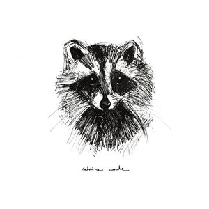 SKETCH RACCOON