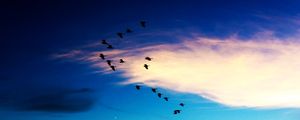 CÉU DE GAIVOTAS