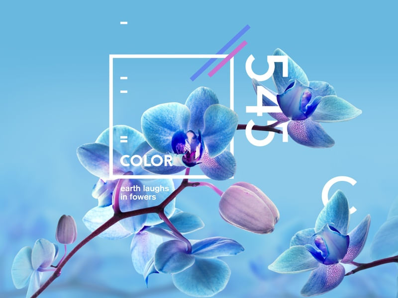 FLOR 545