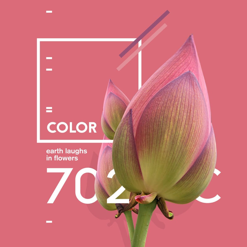 FLOR 702