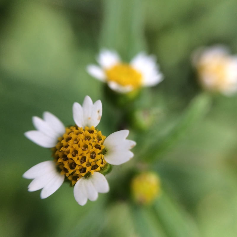 BLÜMCHEN