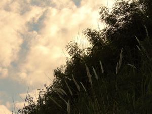 LEAFS IN THE AIR II