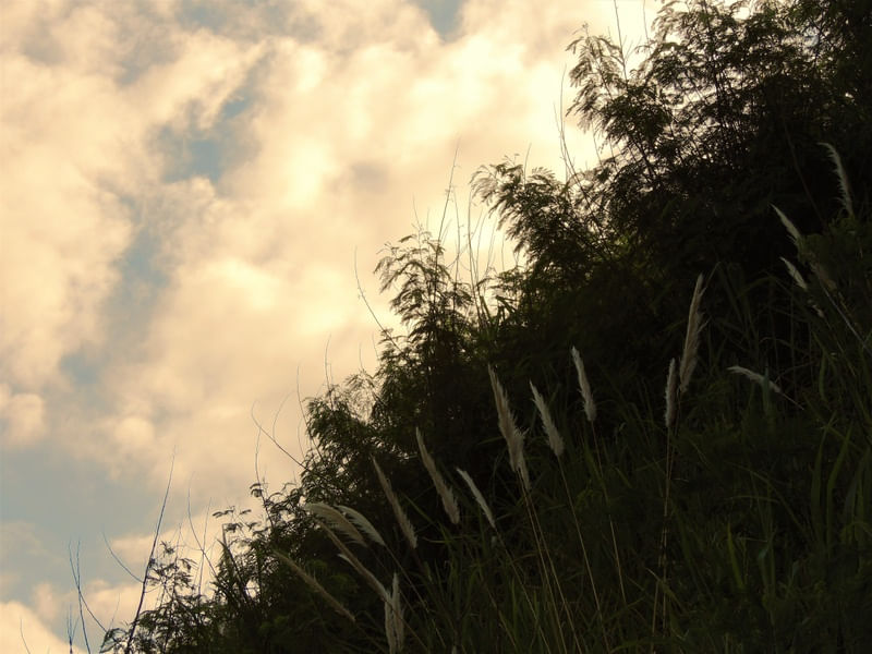 LEAFS IN THE AIR II