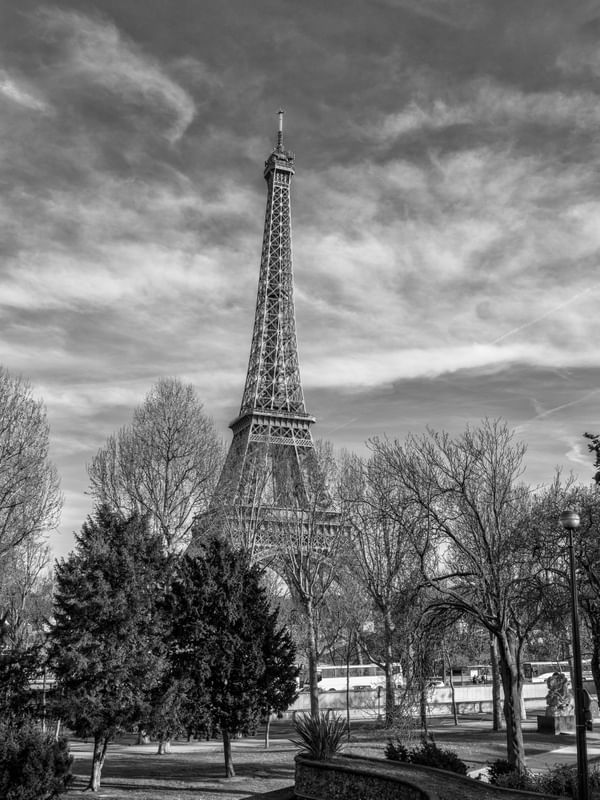 ÁRVORES DE PARIS