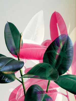 MIX TROPICAL