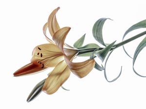 PÉTALAS DE LIRIO
