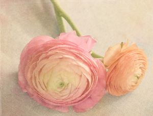 PRETTY PASTEL