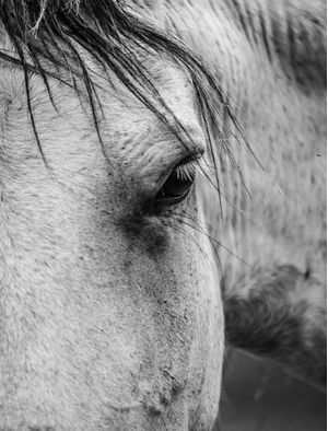 CAVALO PB - EM