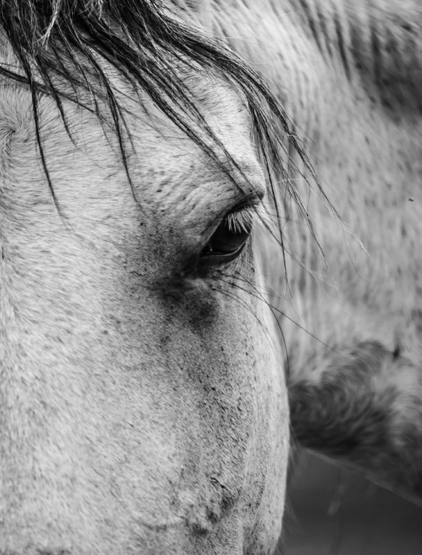 CAVALO PB - EM