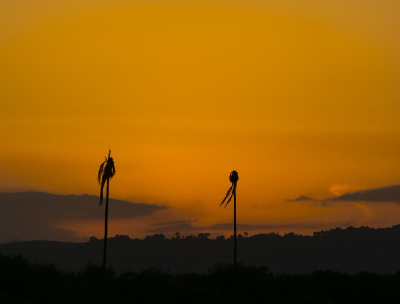 COQUEIROS MORTOS