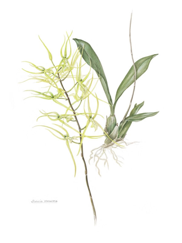 BRASSIA VERRUCOSA