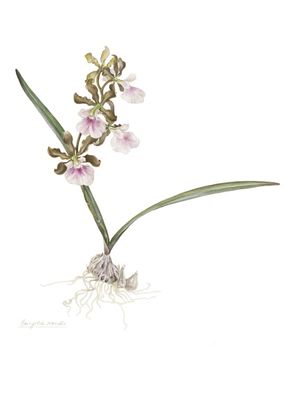 ENCYCLIA RANDII