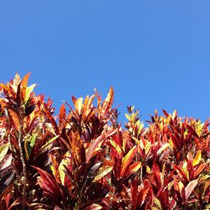 CÉU DE CARAMELO