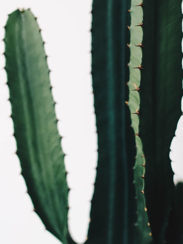 MINIMAL CACTUS
