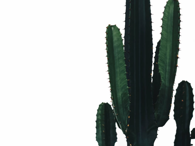 MINIMAL CACTUS III
