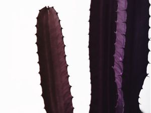 PURPLE CACTUS