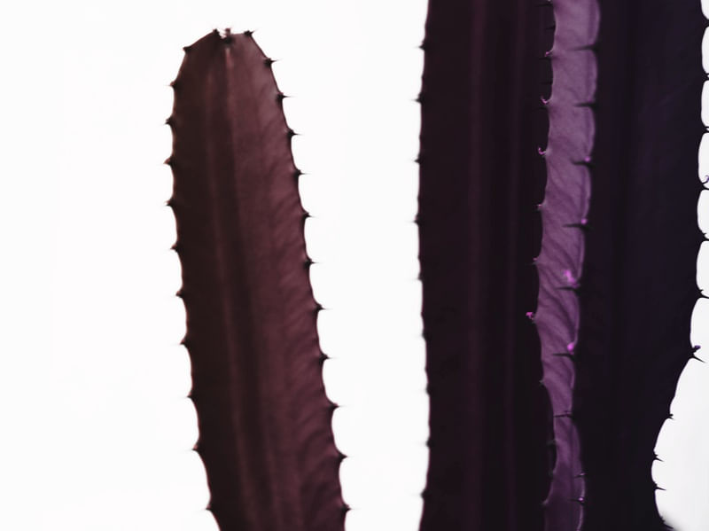 PURPLE CACTUS