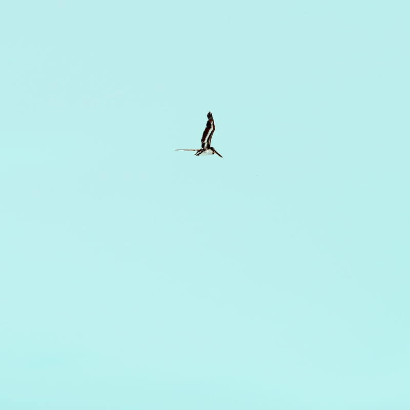 NICA PELICAN