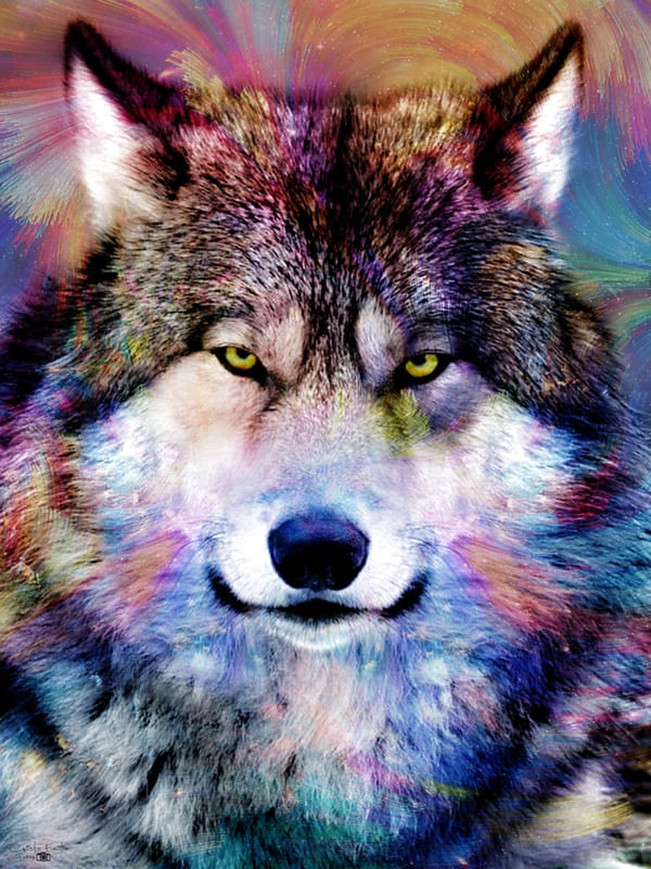 WOLF IN COLORS