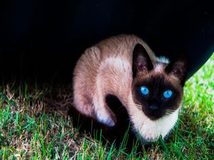 BLUE EYES CAT