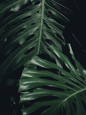 DARK NATURE I