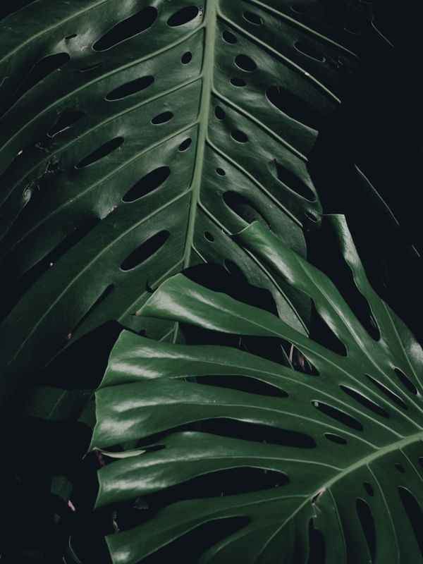 DARK NATURE I
