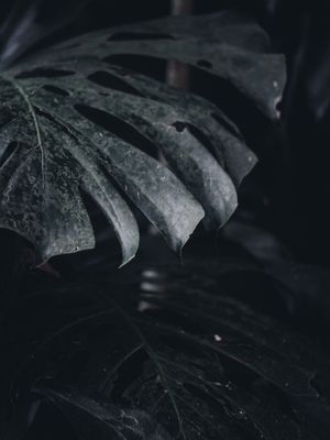 DARK NATURE IV