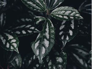 DARK NATURE VI