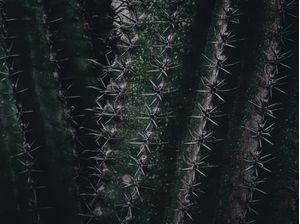 DARK CACTO I