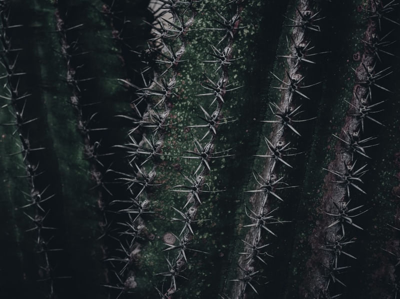 DARK CACTO I