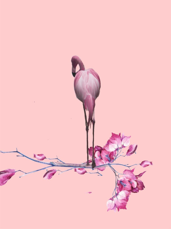 O FLAMINGO ROSA