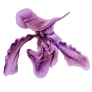 PAPHIOPEDILUM