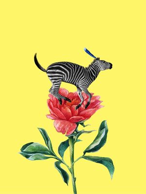 ZEBRA ROSE