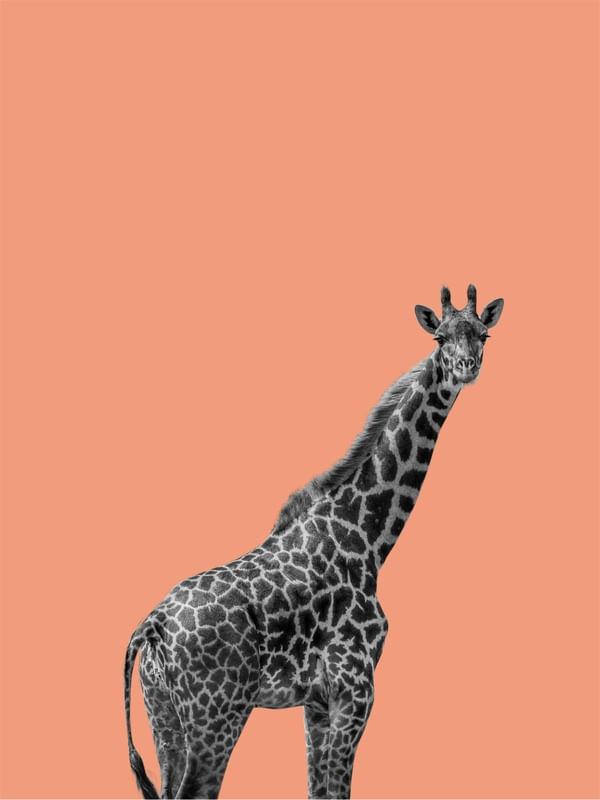 GIRAFA FANTASIA