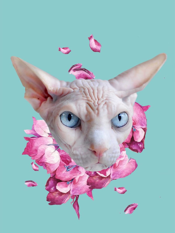 GATO SPHYNX FLORAIS