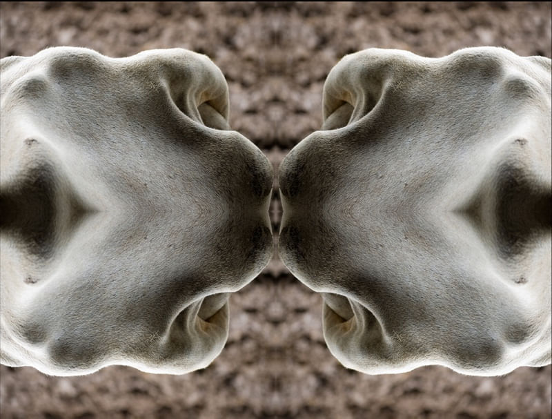 SERES 6