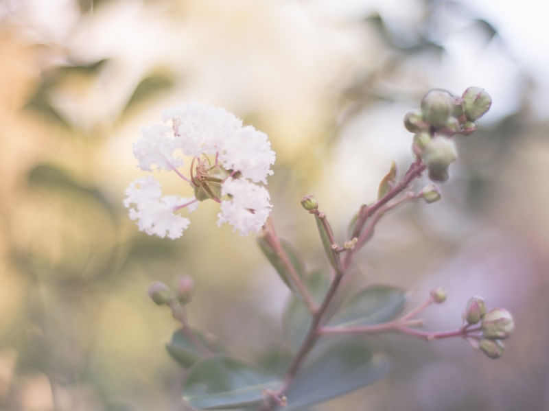 NATURE 1