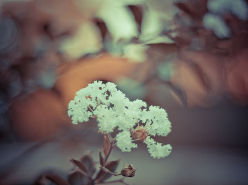 NATURE 2