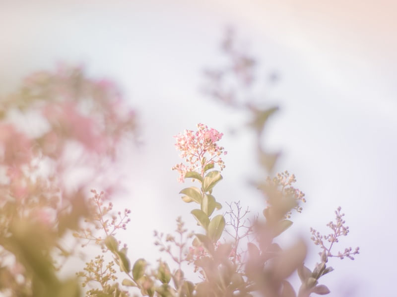 NATURE 4