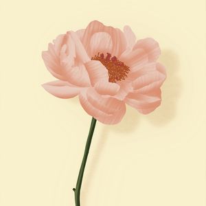ALINE FLOWER QUAD