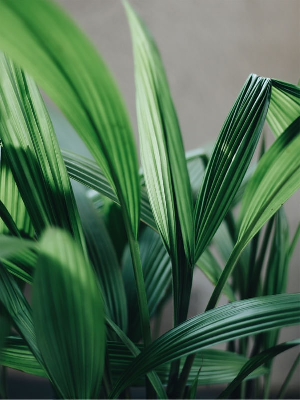 VERDE RESPIRA