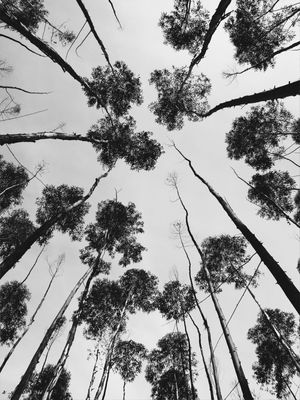 PBFLORESTA 05