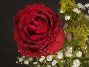 GOTAS ORVALHO