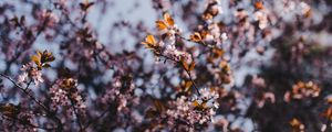 FLORESCE