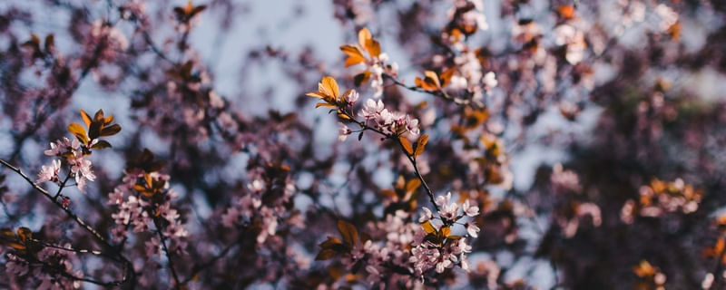 FLORESCE